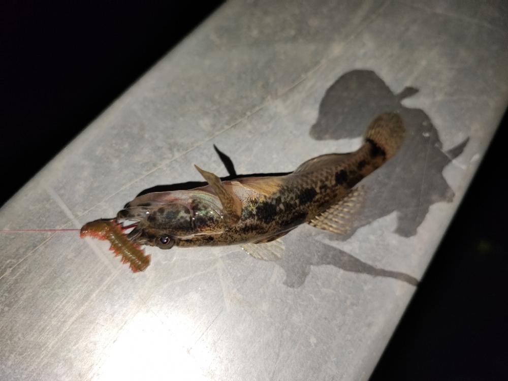 都心で落ちハゼ釣り