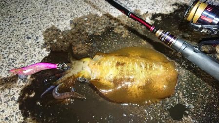 対馬エギング釣果