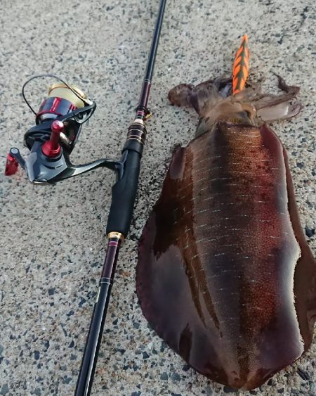 対馬エギング釣果
