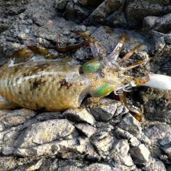 今年初コウイカゲット!!