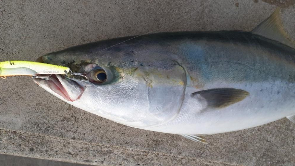 早朝はブリ、サワラまわってます！