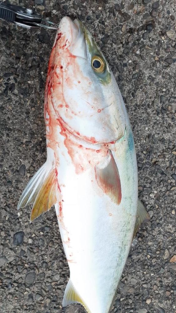 アタリはあるけど乗りにくいです！