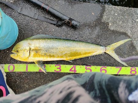 久しぶりのシイラ