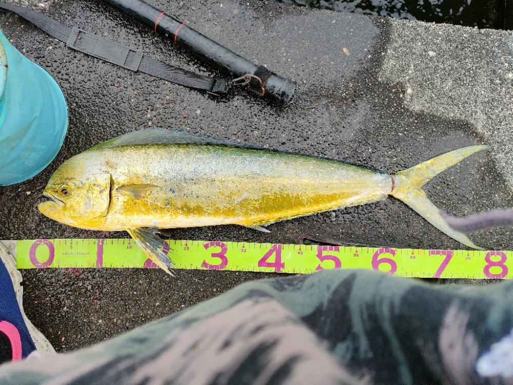 久しぶりのシイラ