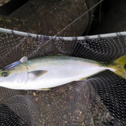 ショアジギングで中型メジロ