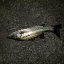 チーバス君こんばんは！