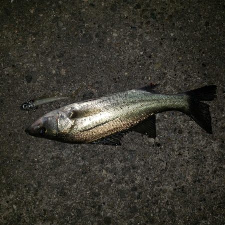 チーバス君こんばんは！