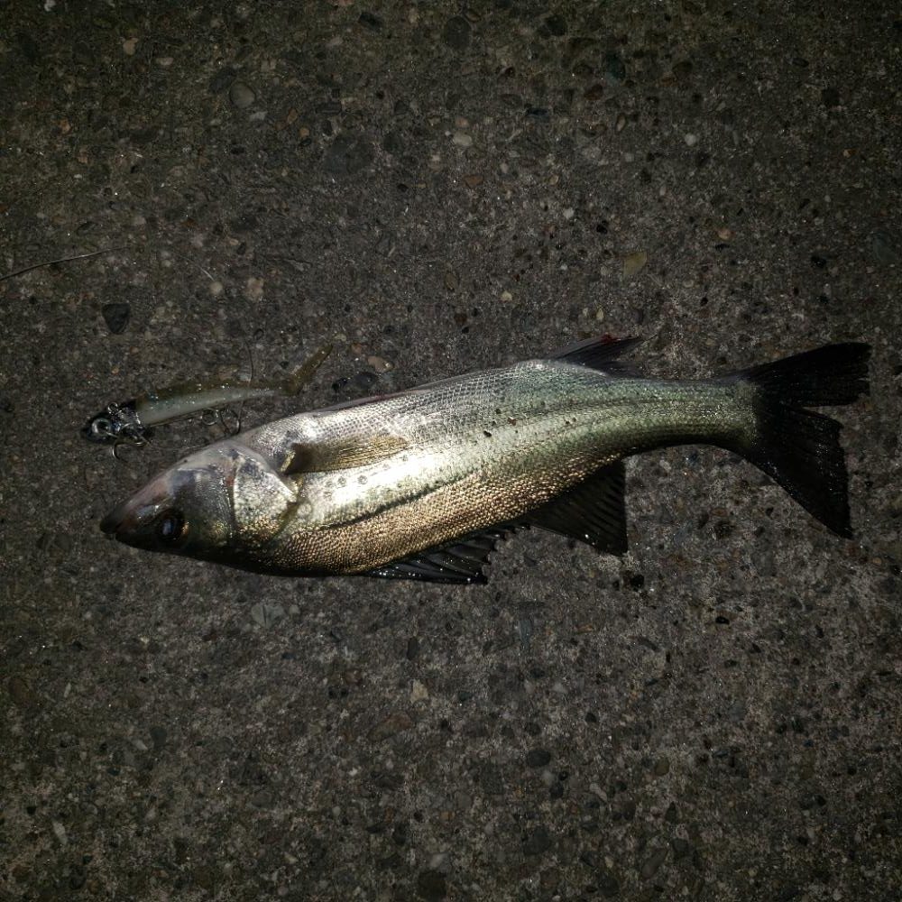 チーバス君こんばんは！