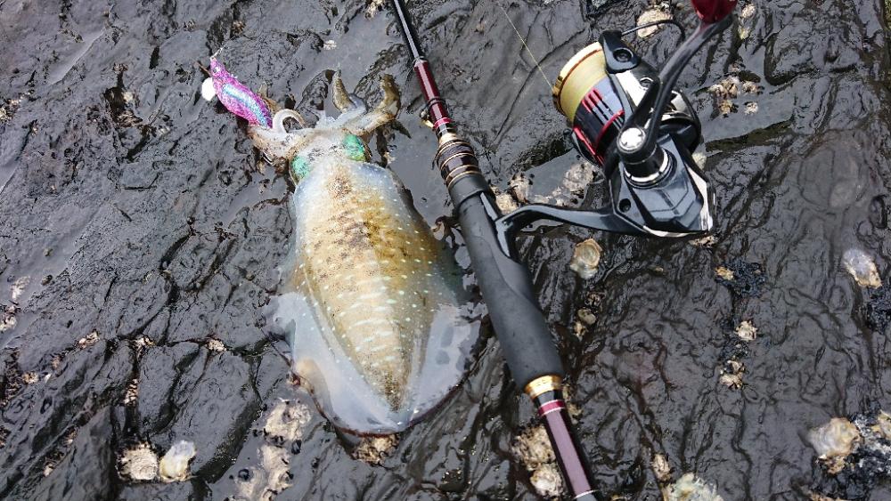 対馬エギング釣果