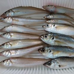 久々のキス釣り