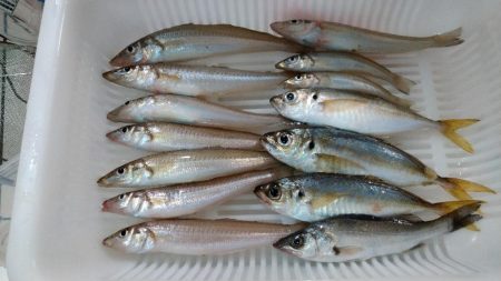 久々のキス釣り