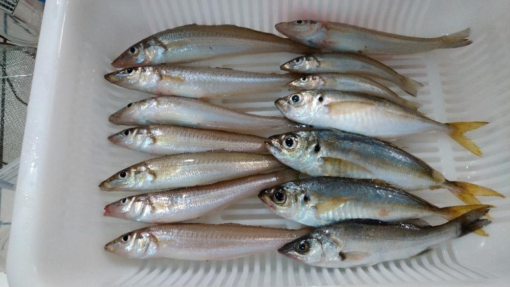 久々のキス釣り