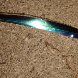 タチウオ渋かった