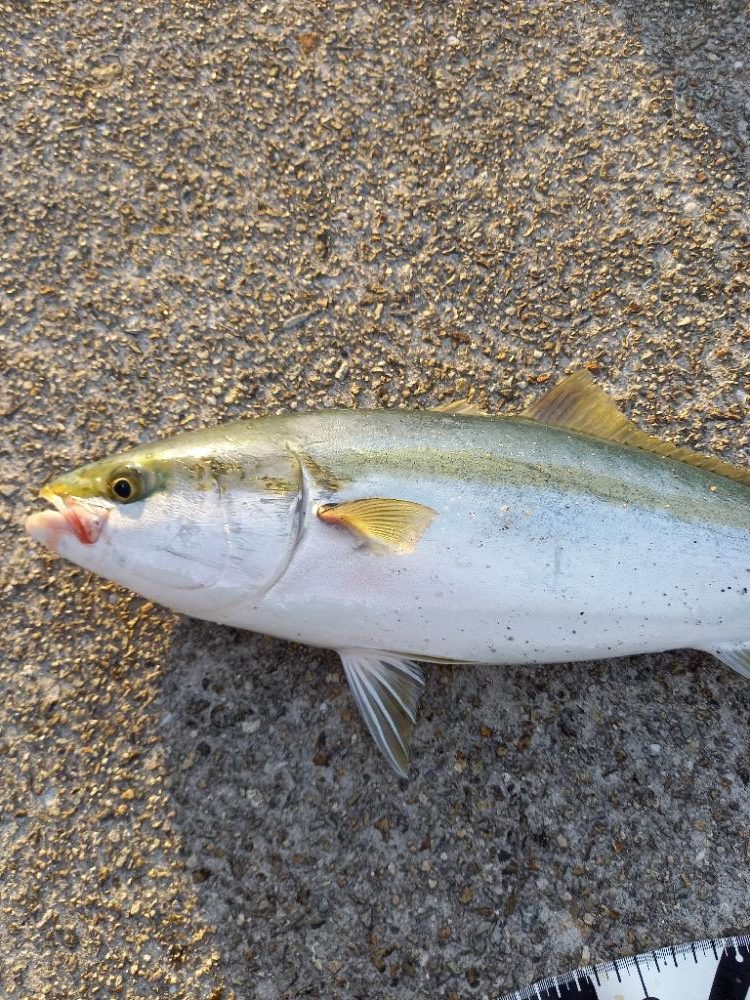 飲ませリベンジャー