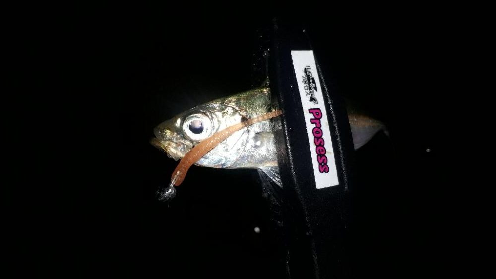 豆アジの成長を確認