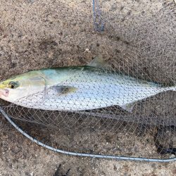 メジロ65センチ!!