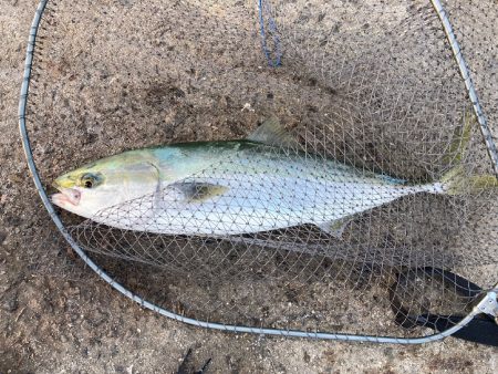 メジロ65センチ!!