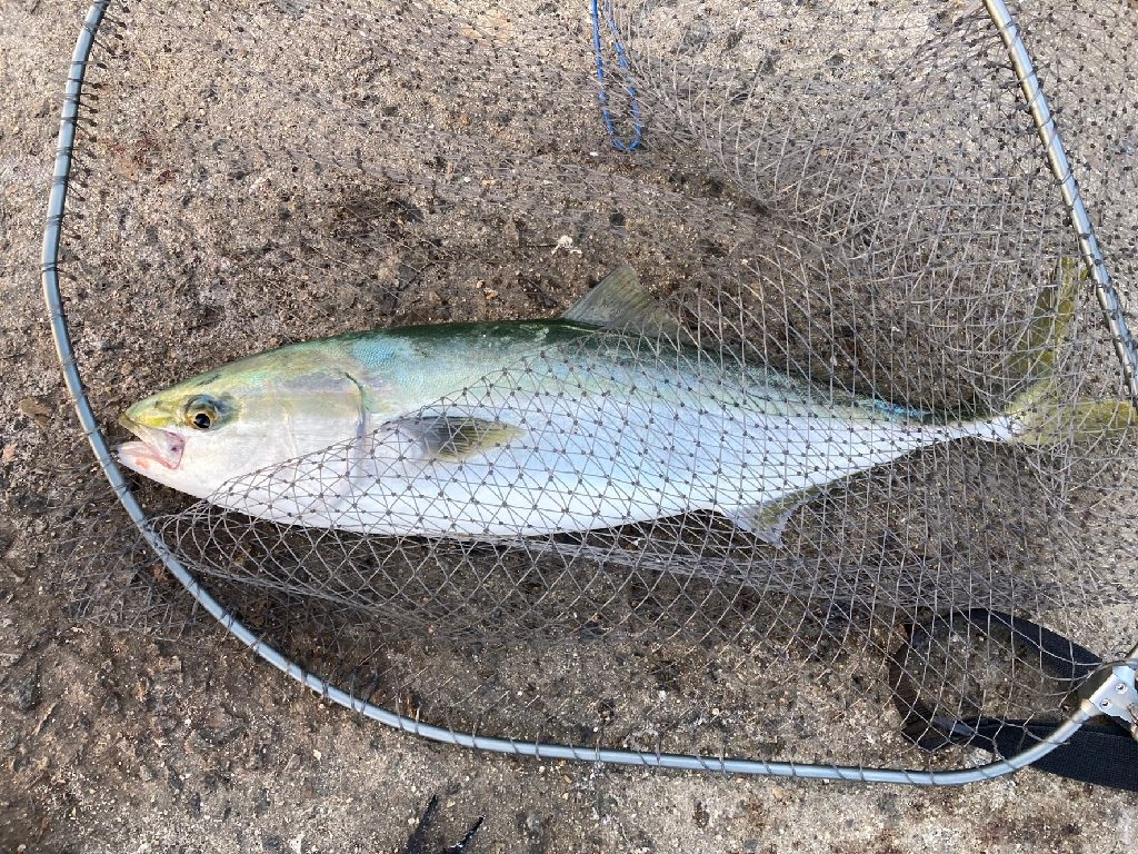 メジロ65センチ!!