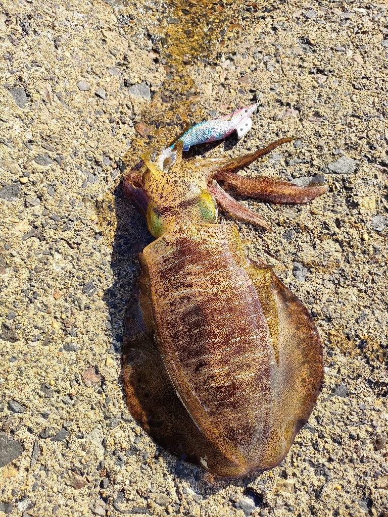 浜田港エギング