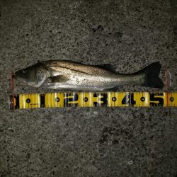 おはようシーバスさん！