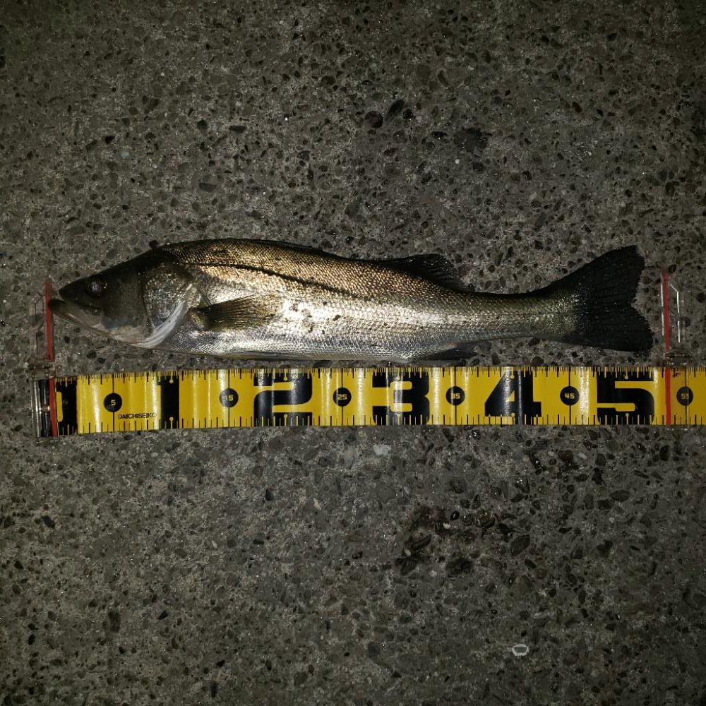 おはようシーバスさん！