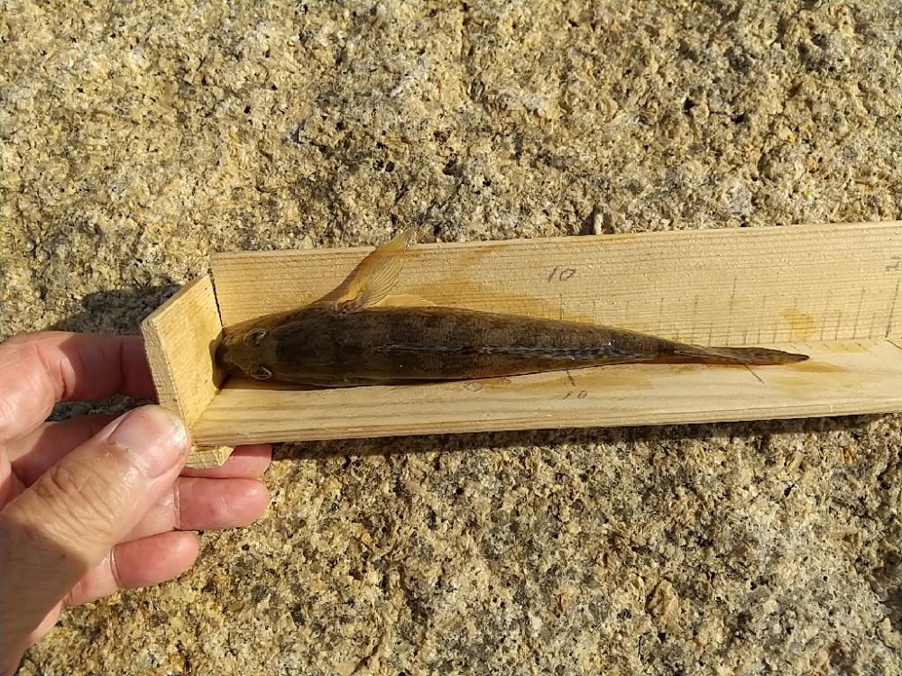 淀川ハゼ～穴釣り開幕戦