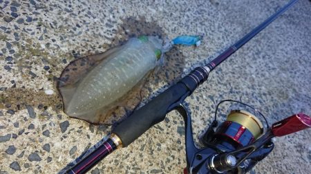 対馬エギング釣果