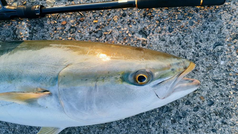 ギリブリったでしょ!