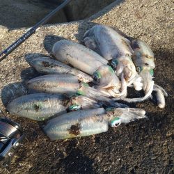 渋くはなってきましたが