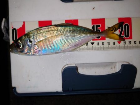 アジングヒャハー