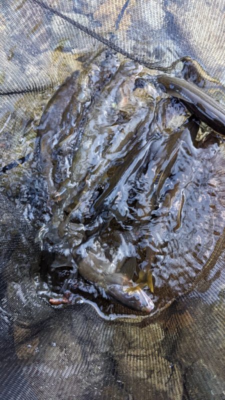 終盤の鮎釣り　飛騨川と白川
