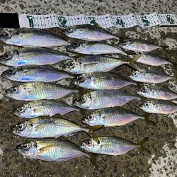 島アジング復活！？短い時合いだったけど良型アジ連発！