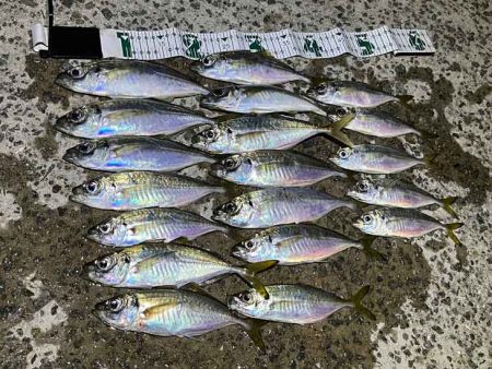 島アジング復活！？短い時合いだったけど良型…