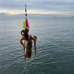 ショアジギ撃沈後にイイダコ釣りの調査