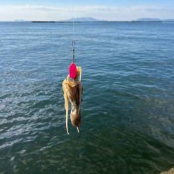 イイダコを釣る秘訣はのんびり！