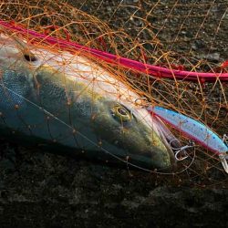 メジロゲットで姫路ショアジギング開幕！