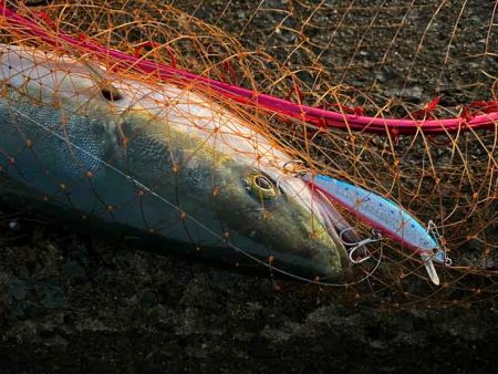 メジロゲットで姫路ショアジギング開幕！