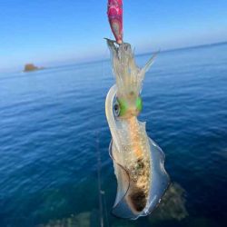 秋アオリエギング｜朝マヅメラッシュは無し！日中はボチボチ！