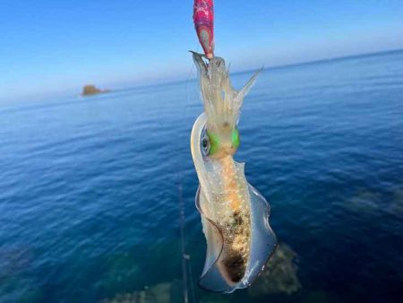 秋アオリエギング｜朝マヅメラッシュは無し！日中はボチボチ！