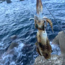 デイエギングはポツポツ｜ナイトエギング激渋！