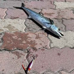 真昼間にお手軽サゴシング♪