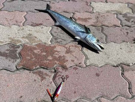 真昼間にお手軽サゴシング♪