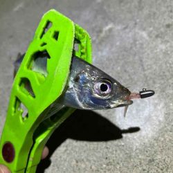 無限豆アジング｜豆アジの釣り方