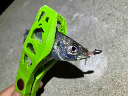 無限豆アジング｜豆アジの釣り方