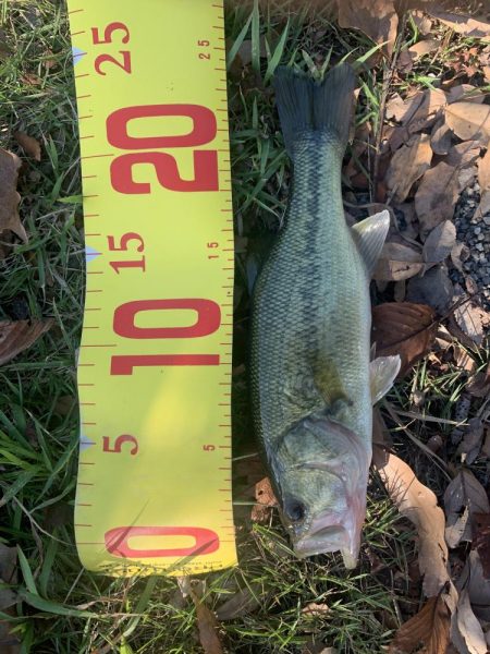 夕方から近くの川へ