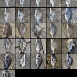 イチノ兄弟（兄）釣果！