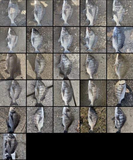 イチノ兄弟（兄）釣果！