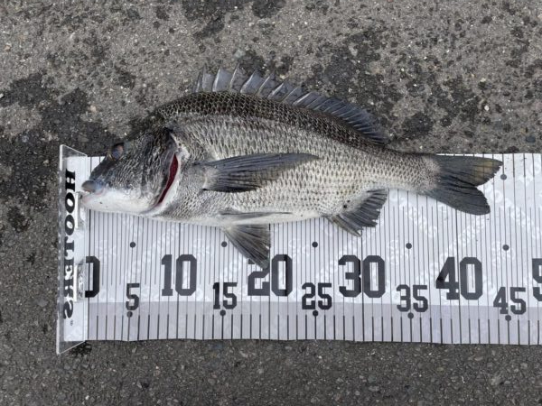 イチノ兄弟、釣果！