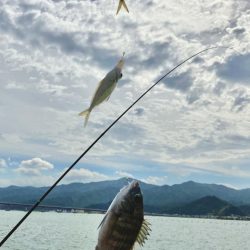 サヨリに会いたくて