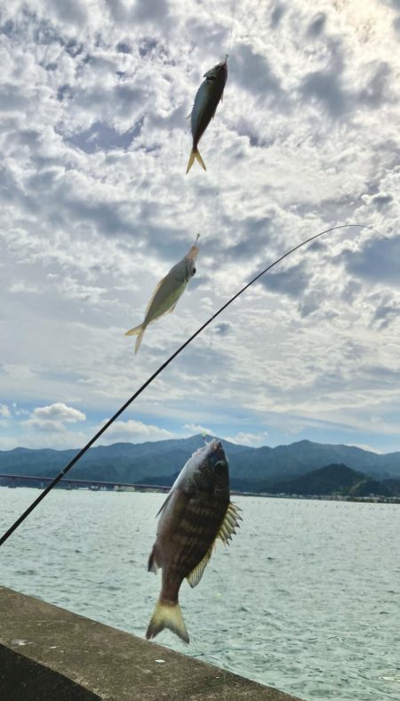 サヨリに会いたくて
